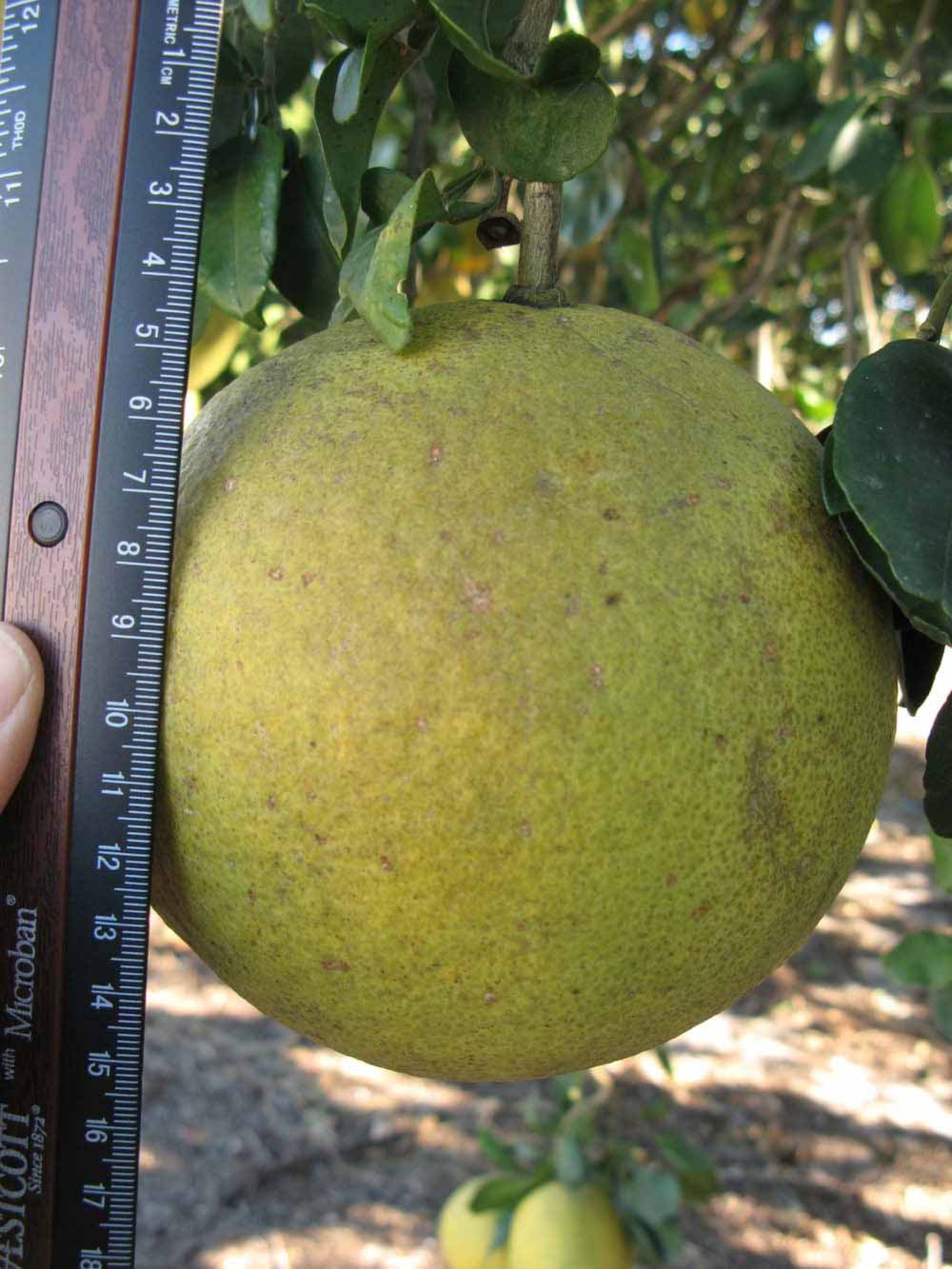                Fruit (Siamese, Winter Haven, FL)       